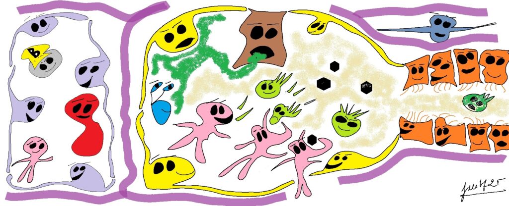 Figura 4. Macrofags alveollars 600dpi