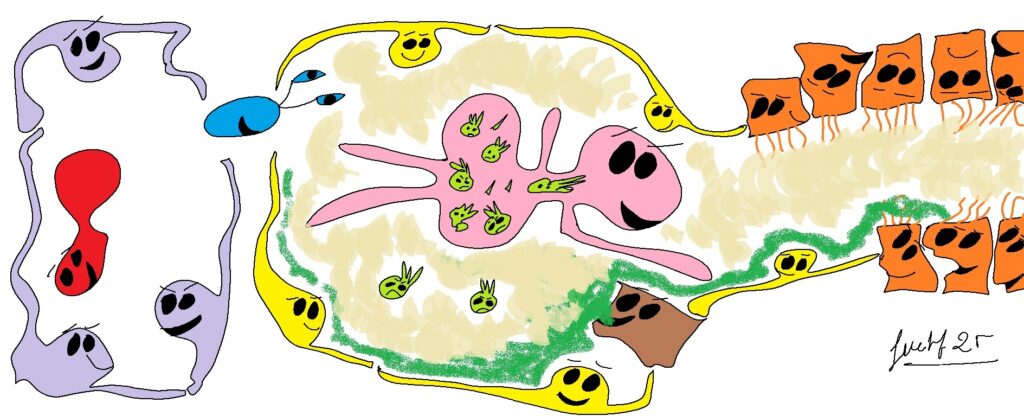 Figura 5. Macrofag carregat 600dpi