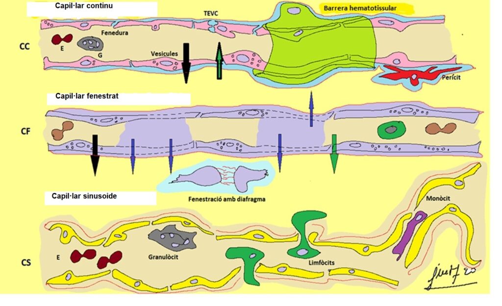 Pissarra31 corregida