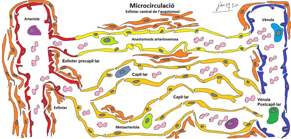 Pissarra35 corregida