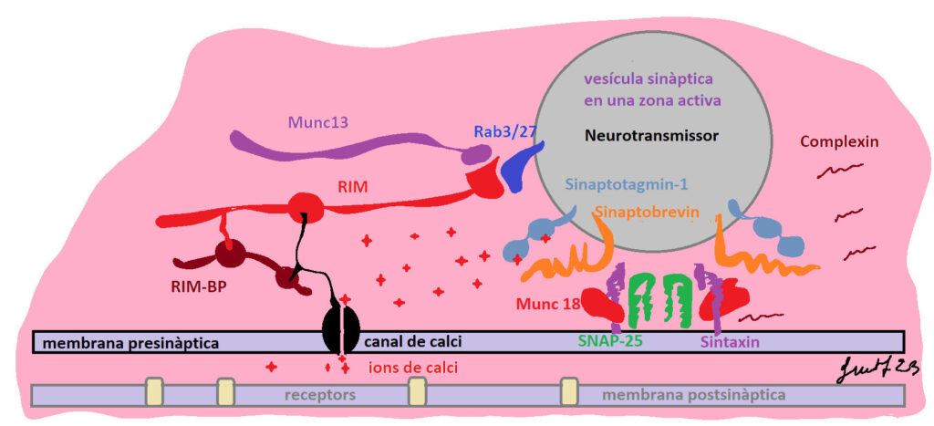 zona activa Fig142 600dpi