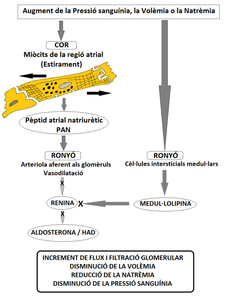 PAN Medullolipina 600dpi