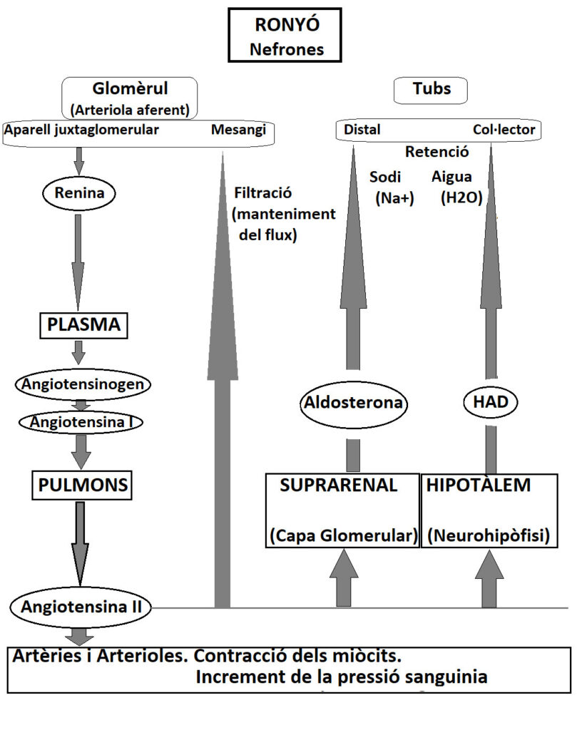 Pressio Hormonal 600dpi