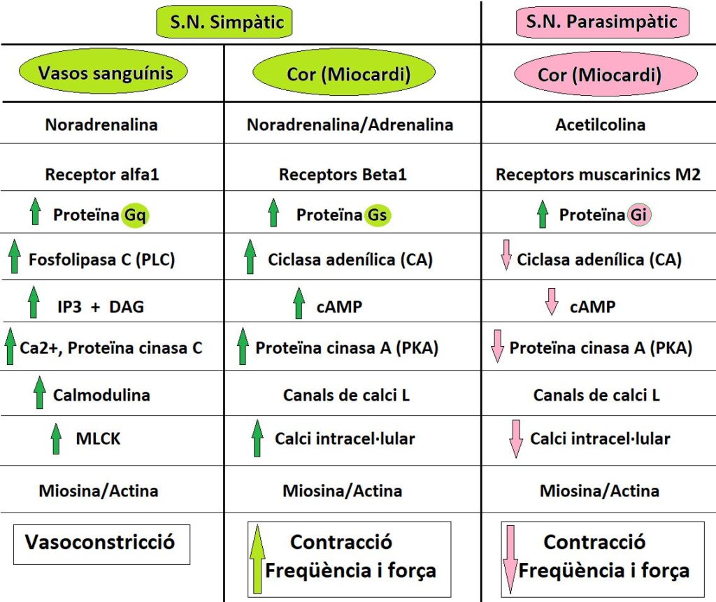 Simpatic Parasimpatic 600dpi 2