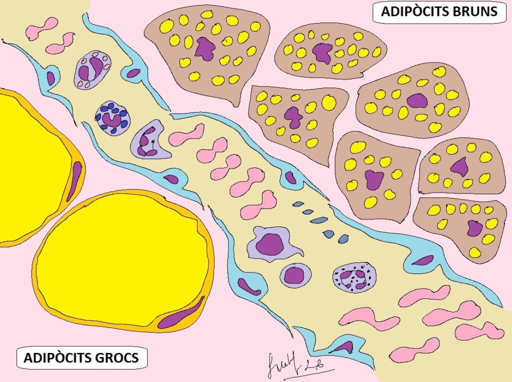 Capítol 13. Mecanismes neuroendocrins de control de la temperatura corporal 1 Adipocits grocs i bruns