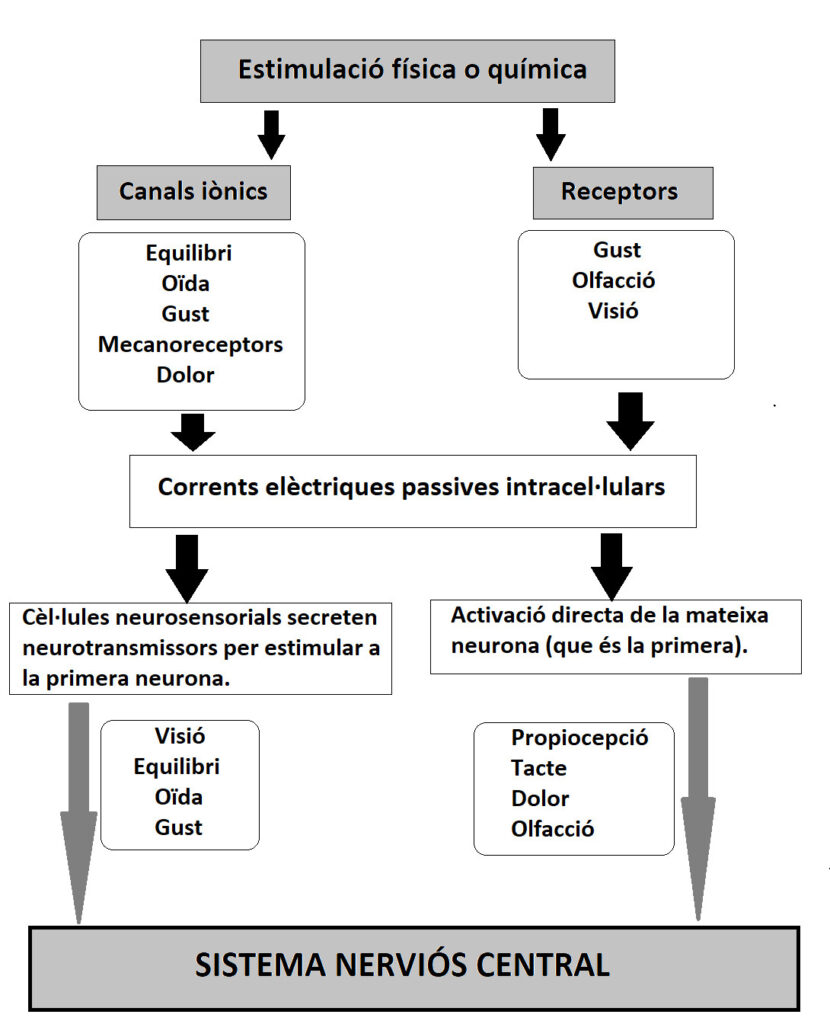 Algoritme recepcio sensitiva1