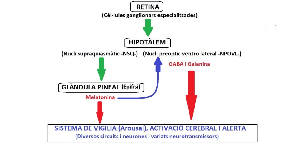 FIG Arousal Capitol 12 bis