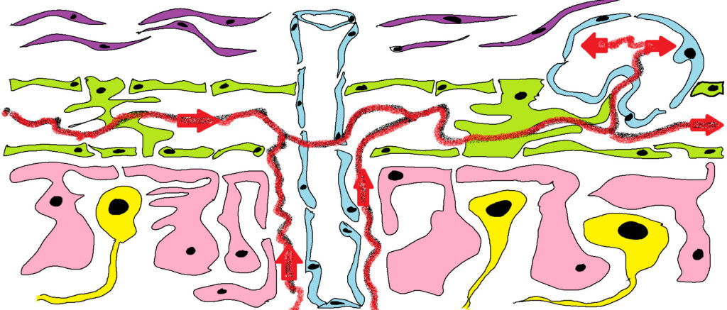 Capítol 14. Història d’un àtom d’Hidrogen (4). Moviments i periple d’una molècula d’aigua: Formació del líquid cefalorraquidi 1 Figura 15 color