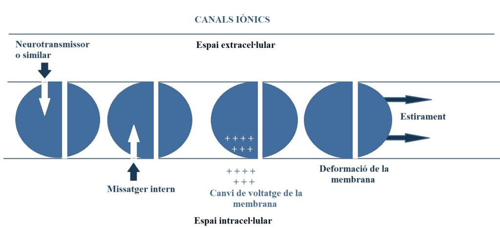 Figura 18 BN Canals ionics
