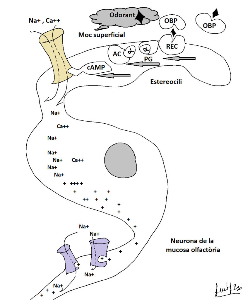 Capítol 10. Mecanismes neuronals essencials. Neurones sensitives 3 Olfacte11
