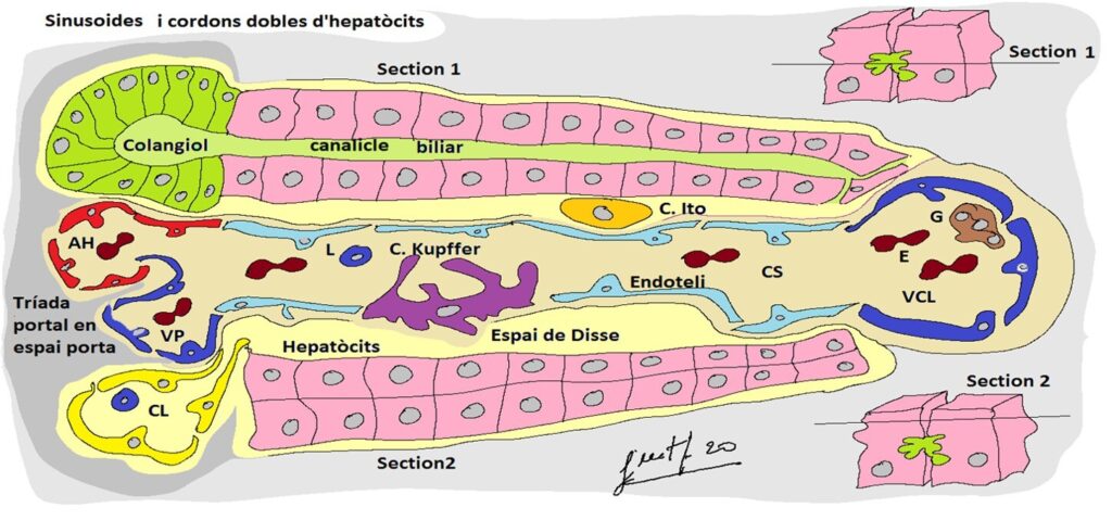 Capítol 13. Història d’un àtom d’Hidrogen (3). Moviments i periple d’una molècula d’aigua: Absorció intestinal i circulació sanguínia 1 Pissarra79