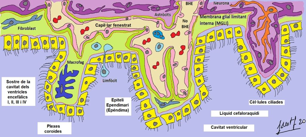 Capítol 14. Història d’un àtom d’Hidrogen (4). Moviments i periple d’una molècula d’aigua: Formació del líquid cefalorraquidi 2 Pissarra97 corregida