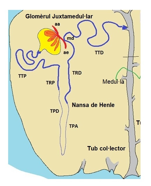 Capítol 15. Història d’un àtom d’Hidrogen (5). Moviments i periple d’una molècula d’aigua: Eliminació renal 2 Un glomerul1