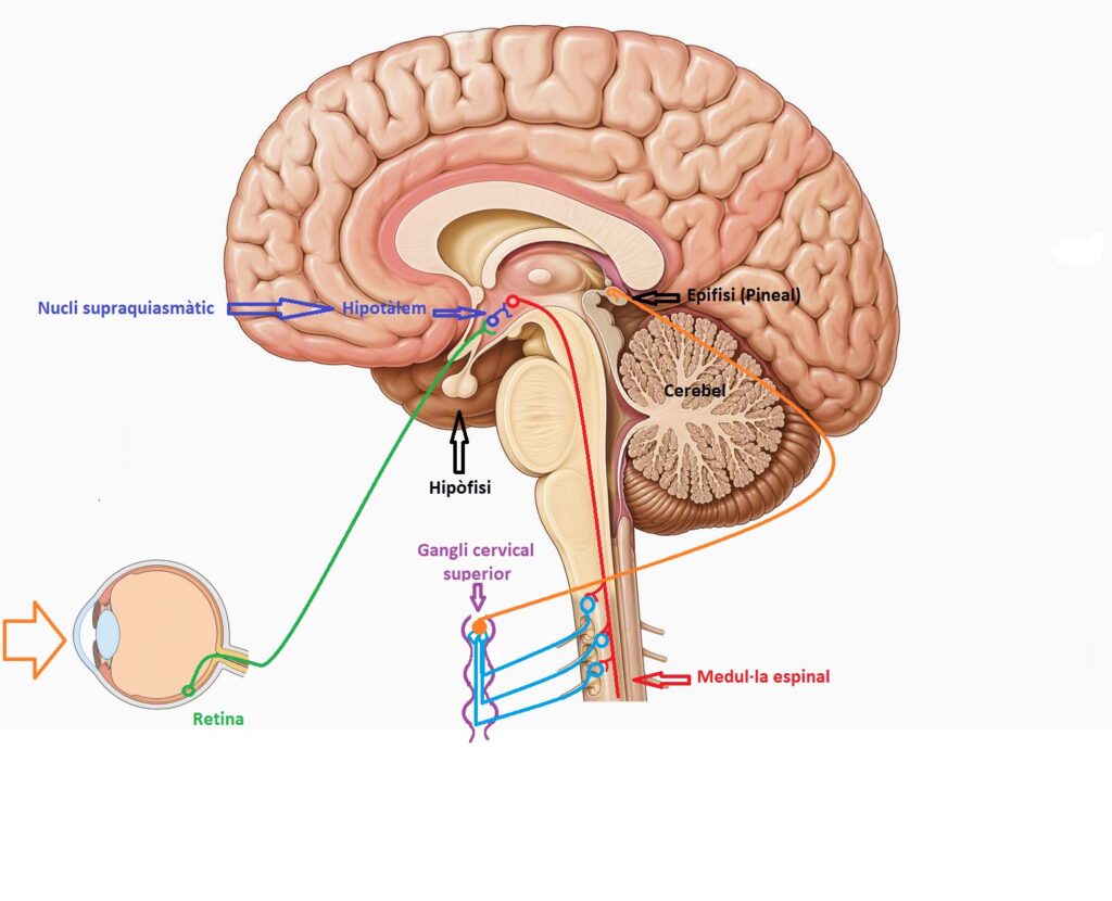 Via optic pineal final