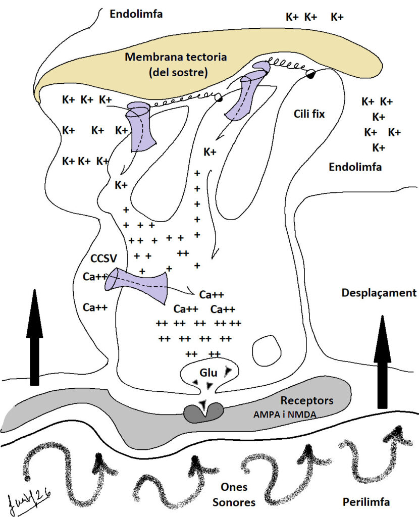 coclea1
