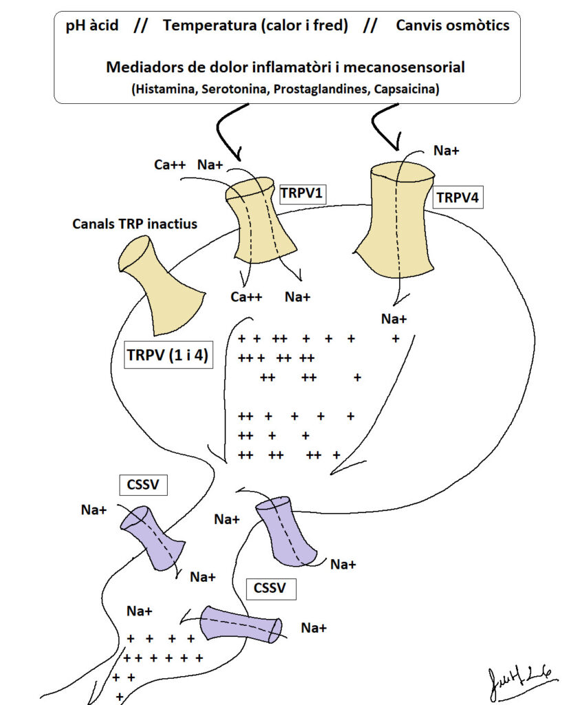 Capítol 10. Mecanismes neuronals essencials. Neurones sensitives 2 dolor1