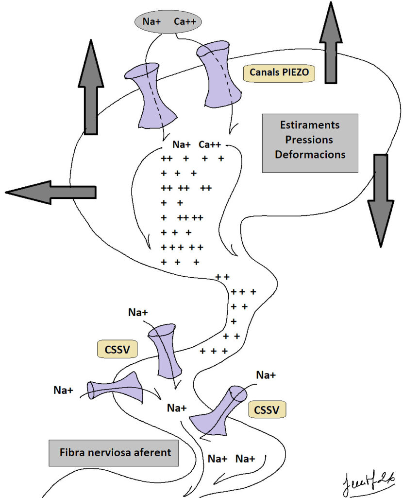 Capítol 10. Mecanismes neuronals essencials. Neurones sensitives 1 mecanoreceptors1