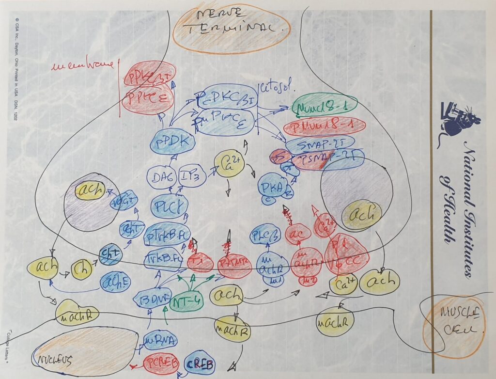 Capítol 19. Història d’un àtom de fòsfor (3). Fosforilació i activitat de proteïnes 2 20230629 120241 1 dibuix xulo