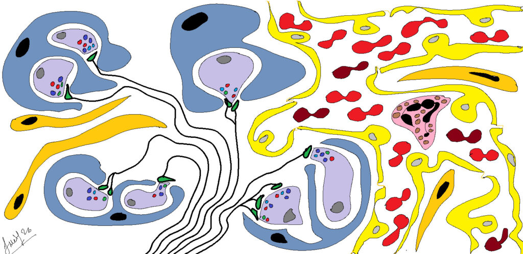 Capítol 14. Mecanismes neurohormonals en el control de la respiració 1 Cos carotidi1