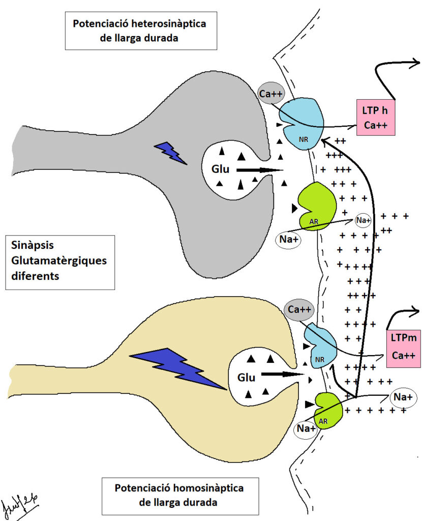 LTP heterosinaptica1