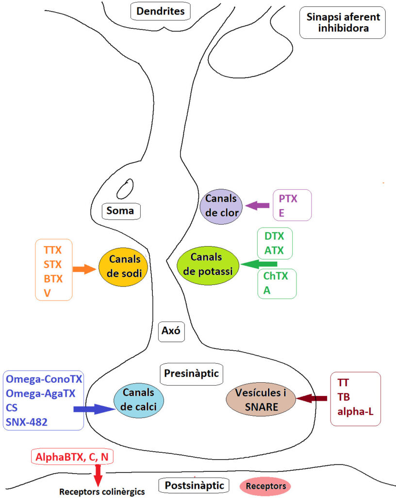 Capítol 15. Toxines neuronals 1 Neurotoxines1