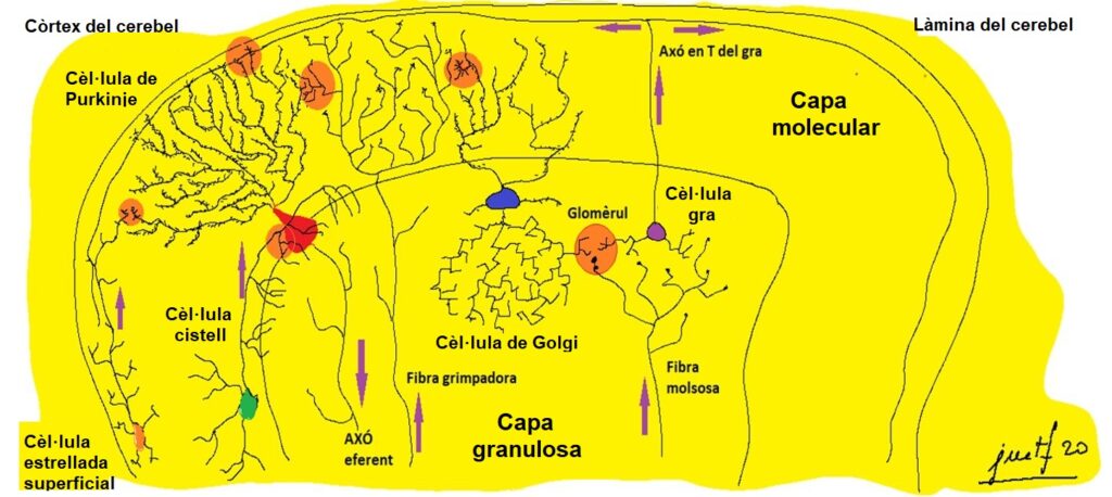 Capítol 17. Circuits neuronals (2). Cerebel 1 Pissarra93 corregida cerebel