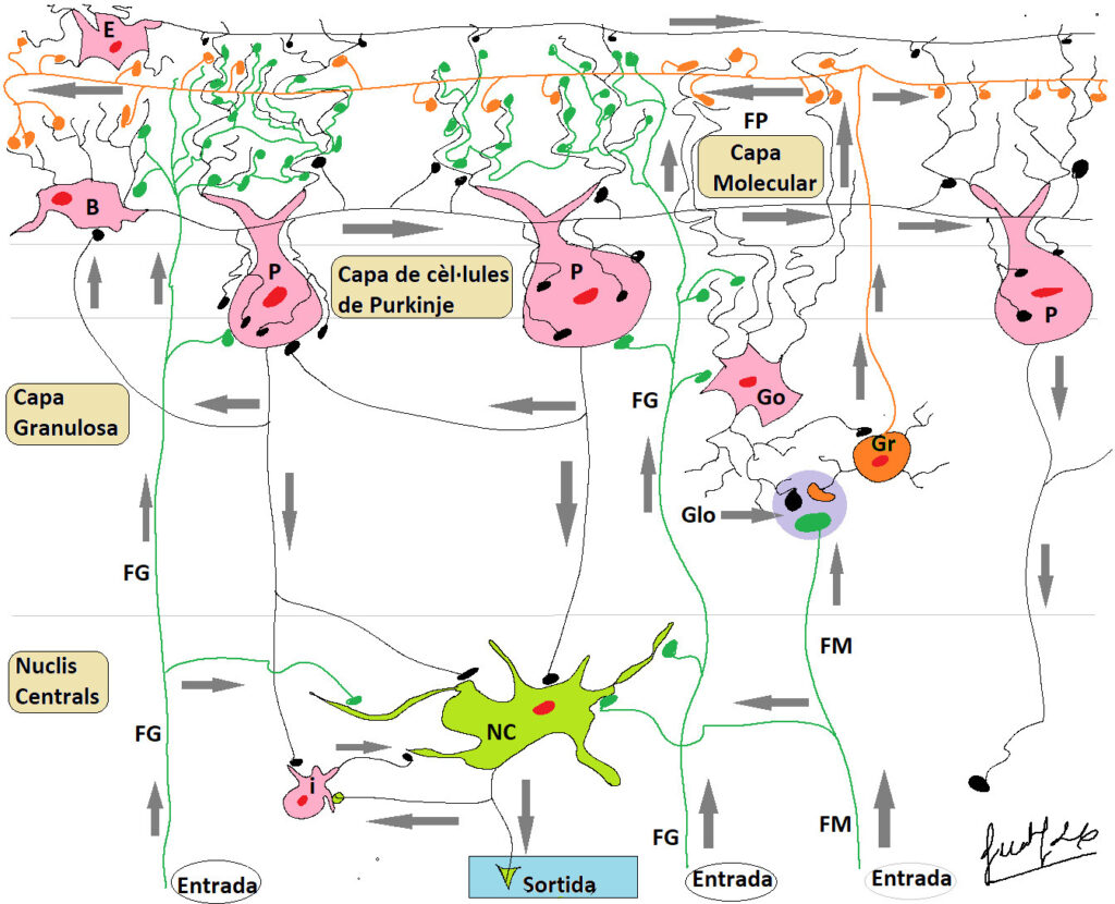 Capítol 17. Circuits neuronals (2). Cerebel 2 cerebel3 600dpi
