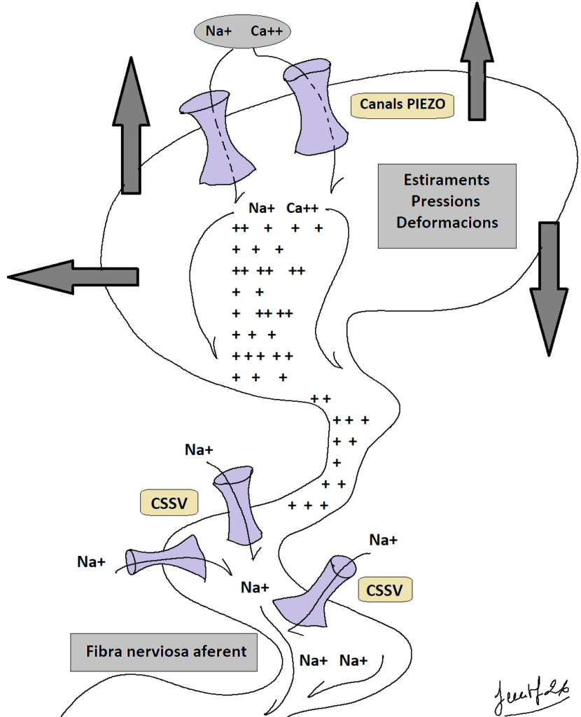 mecanoreceptors