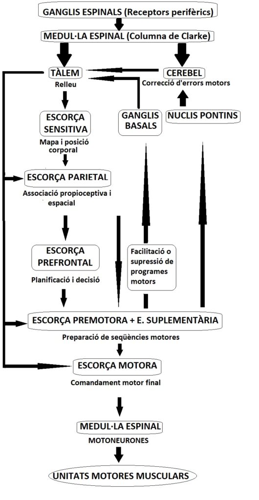 Diagrama sequencia motora