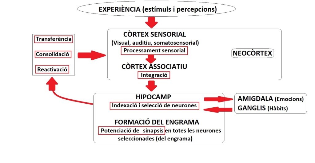 Capítol 24. Què és un engrama? 1 Engrama