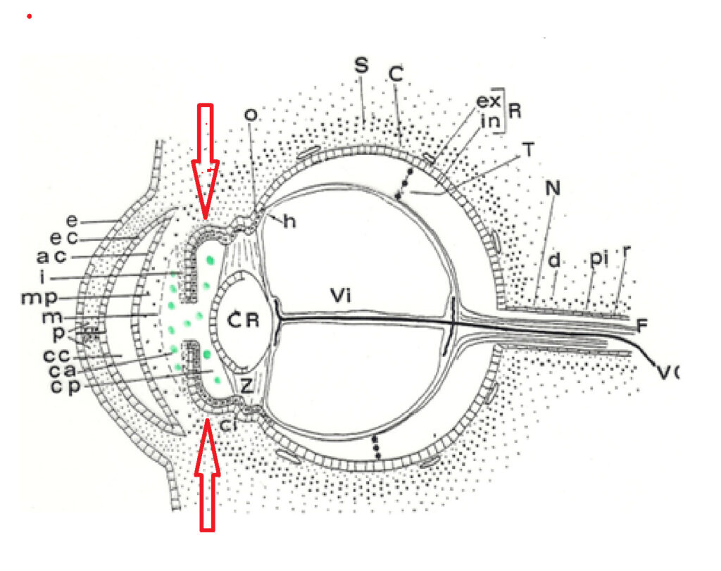 Iris Tusques1