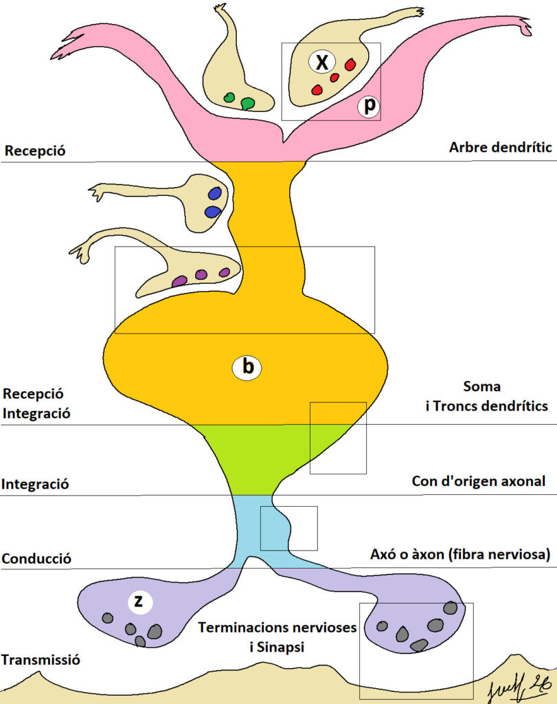 Neurona esquema 41