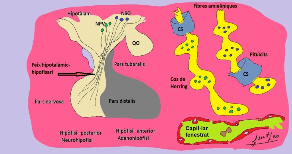 Capítol 22. Història d’un àtom de sofre (2). Ponts disulfur i neurofisines hipofisiàries 1 Pissarra52 corregida