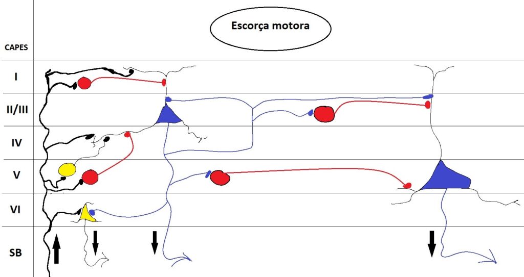 capes cortex motor